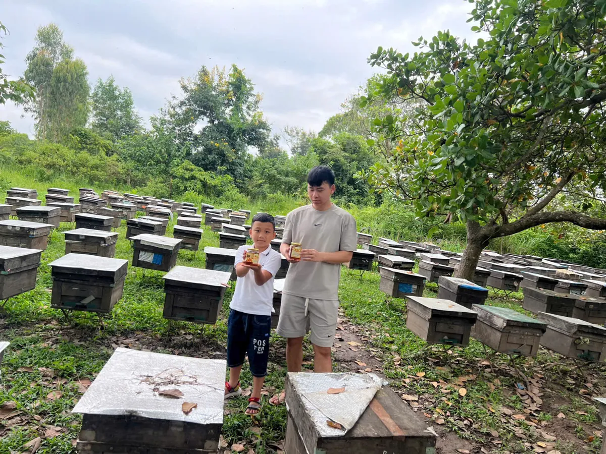 Đàn ong dú nuôi dưới tán vườn