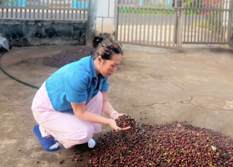 Phơi cà phê dưới nắng