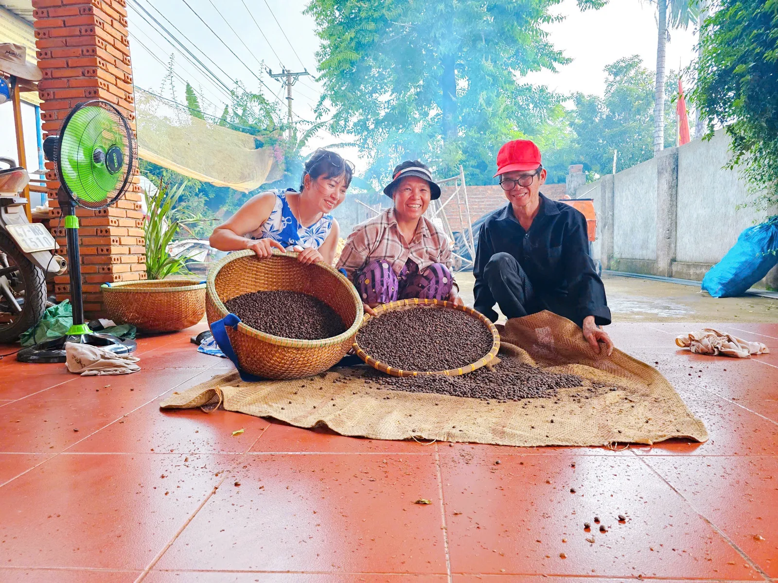 Làm nguội cà phê sau khi rang trên bao bố sạch