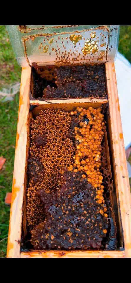Khung cầu ong dú đầy bọng mật