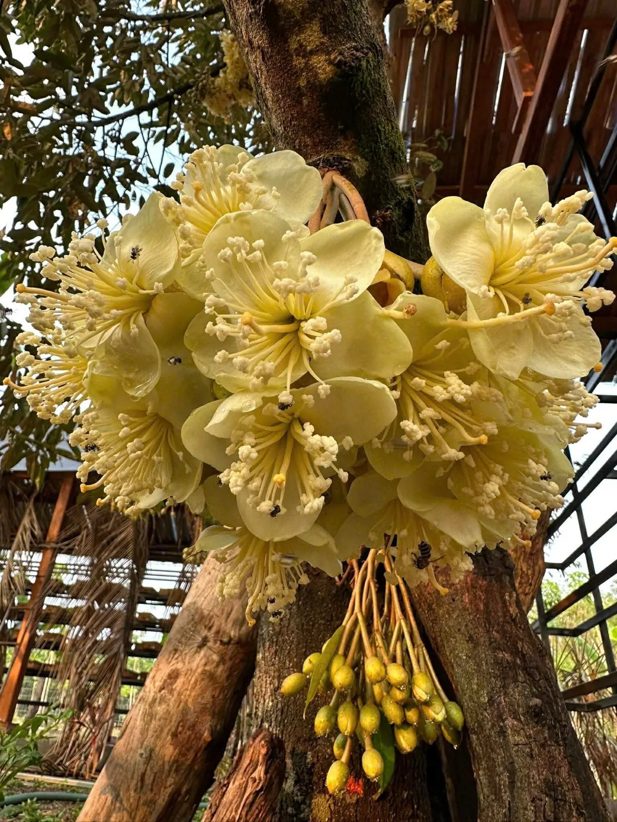 Hoa nguồn mật