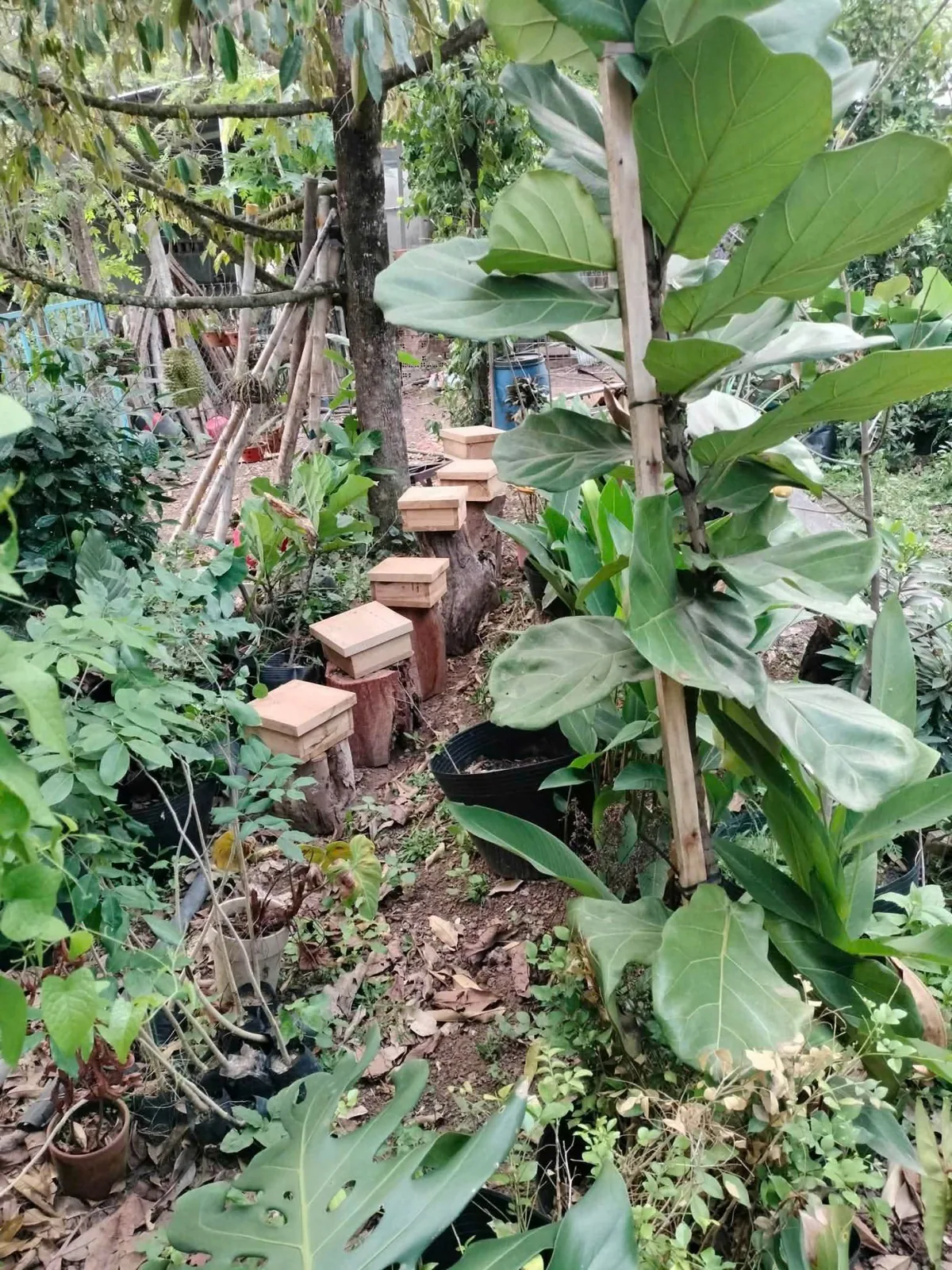 Tổ ong dú làm tổ tự nhiên trong vườn